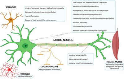 Harnessing the Potential of Human Pluripotent Stem Cell-Derived Motor Neurons for Drug Discovery in Amyotrophic Lateral Sclerosis: From the Clinic to the Laboratory and Back to the Patient